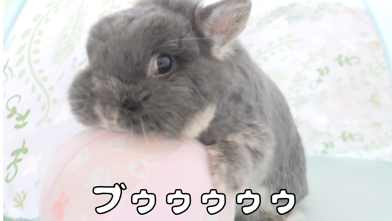 普段静かなウサギにボールを渡したら珍しくブゥゥゥゥが聞けました【No.1896】