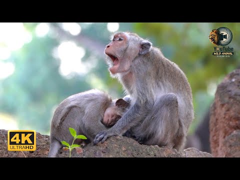 JAVO: A Rescue  Story By The Wildlife Conservation And Prevention Organization | Full Documentary