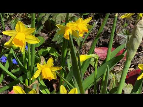 Das Grab ist leer - Gotteslob 771 (Osnabrück / Nord)