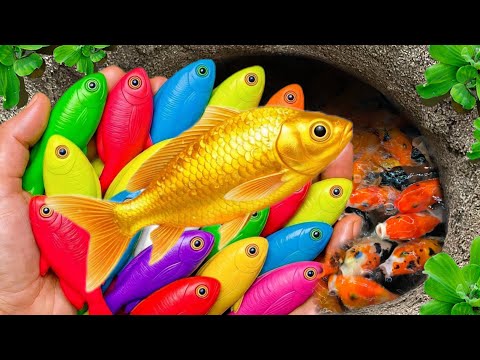 Catch beautiful aquarium fish in small pond baby turtles, pencil fish, guppies, koi, eel,molly fish🐠