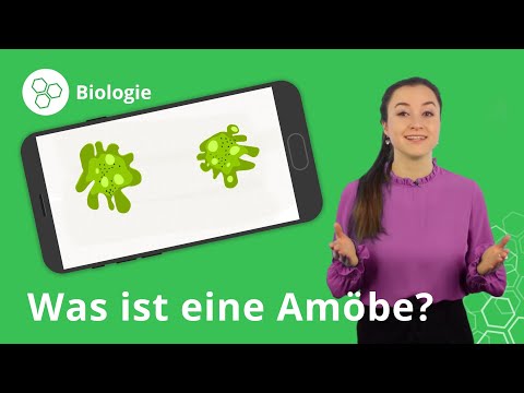 Amöben: Aufbau, Fortpflanzung, Nahrungsaufnahme – Biologie | Duden Learnattack