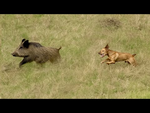 BOAR HUNT _ DOG TRIAL _ 1st MEMORIAL GUIDO SCACCIA