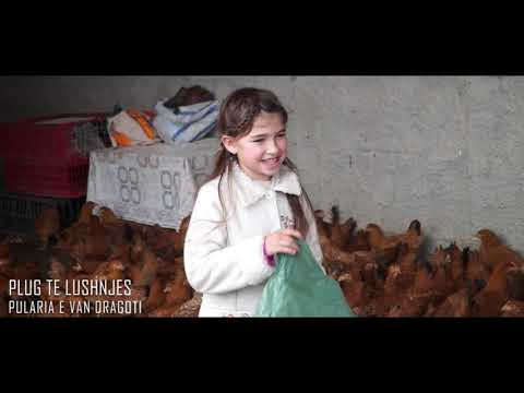 BELSH TV - Bujqësia në Dumre   Pularia e Van Dragotit   2021