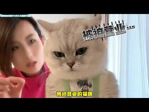 “秦海璐”大战邪恶银渐层老芬