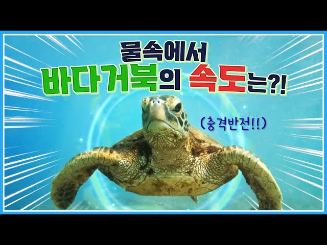 바다거북 vs 박태환, 물속의 승자는 누구?!