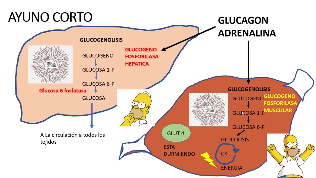 Integracion metabolica   AYUNO
