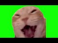 Green Screen Laughing Cat Meme