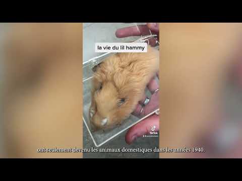 Un Spécimen de Hamster