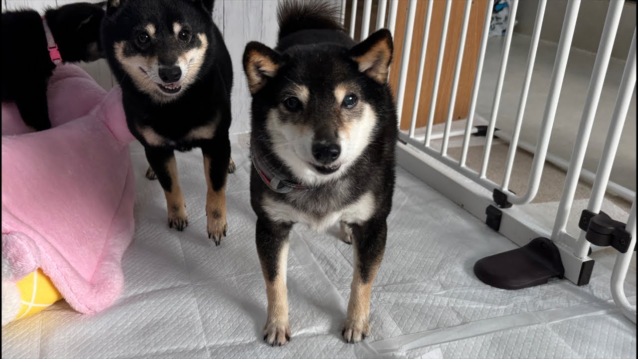 豆柴ライブ！　2026年4月3日