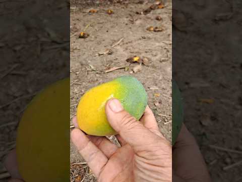 Manga espada, uma das melhores da região,  Vila Boa Goiás.