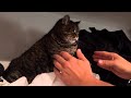 OMG Angry Cat Vs Annoying Owner PUSS Cat Pets