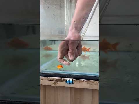 🐠✨Ayah, apakah ikan mas sedang melewati pipa ini?#funny