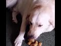 Ralph Did You Eat My Tater Tots