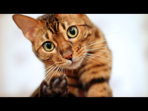 What It's REALLY Like To Build A House With BENGAL CATS
