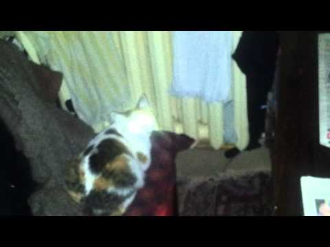 Samsung galaxy s2 SGS2 video