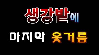 [텃밭농부.809]  생강밭에 마지막 웃거름 #생강재배
