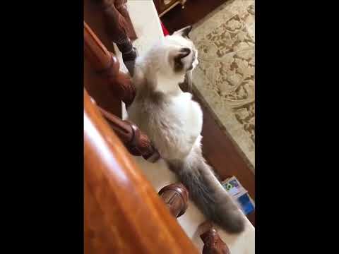 funniest animal videos of 2022 - funny golden retriever dogs and cutest golden puppies  V.18367 #fu