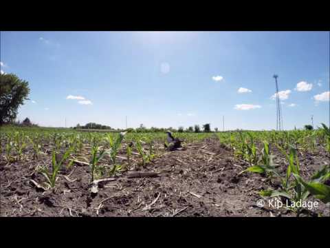 Ground Nesting Ospreys - © Kip Ladage