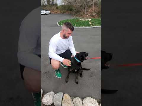 Dylan, an adopted Labrador Retriever in Stamford, CT_image-1