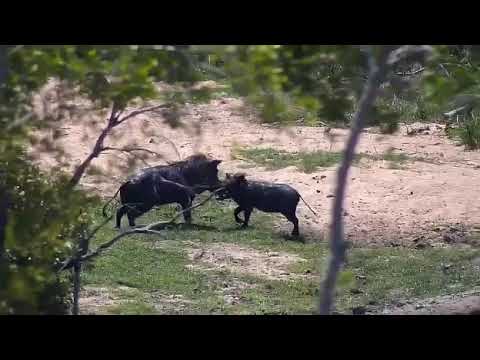 Djuma: Warthogs sparring and playing - 12:35 - 10/24/20