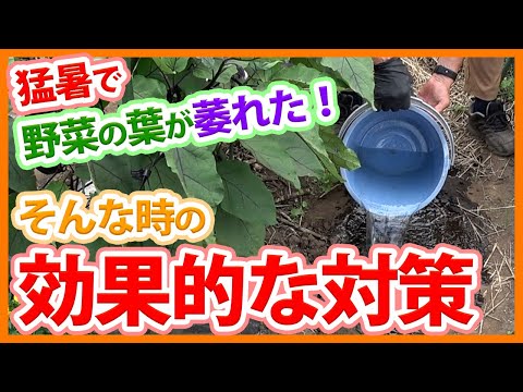 マルチング くわのヒント 果物、野菜、家庭菜園を熱波から守る 強い日差しの熱 植物の水やりを最適化する