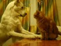 алабай против кота 