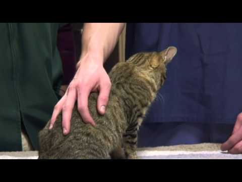 YouTube video about: What does it mean when a cat huffs?