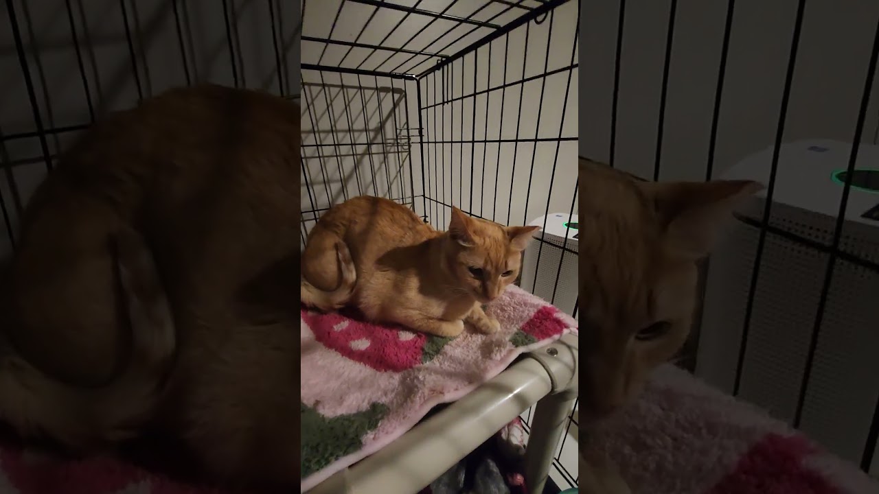 Red Fish, a Adoptable Domestic Short Hair in Hampstead, NC video 2/3