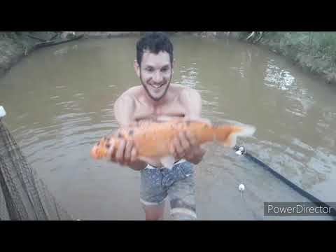 Uma carpa mais linda que a outra 😍