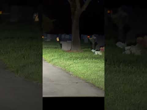 Tesla Sees Ghost Dog at Cemetery #ghost #tesla #paranormal #scary #cute #cars #car #model3 #luxury
