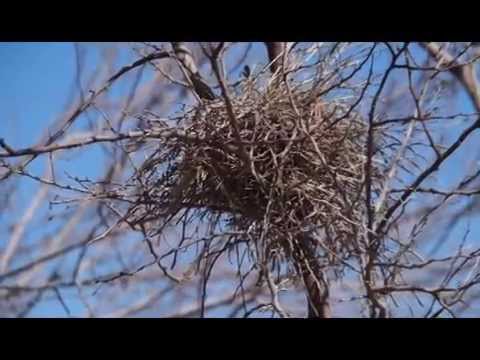 Žltohlávok sýkorčí (Auriparus flaviceps) — spev a hlas v prírode