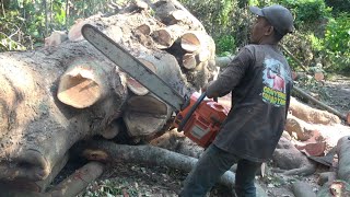 Download lagu The disturbing giant Bayur tree‼️‼️‼️ 2 mp3