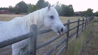 Two Beautiful White Horses; Mike +the Mechanics: "Beautiful Day"