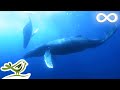 The Meditative Sounds Of The Sea Deep Underwater