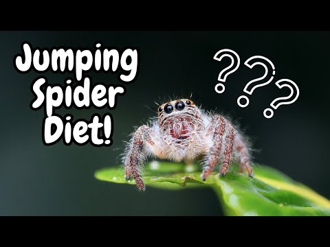 Jumping Spider Diet | What Do Jumping Spiders Eat ?  | Spooderpods
