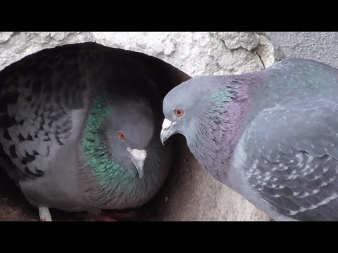 A Hard Fight For The Best Pigeon Cave