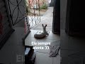 Ela Sempre Atenta Ajude O Canal Com 1 Real Pix Ciceromenezes415 Gmail Com