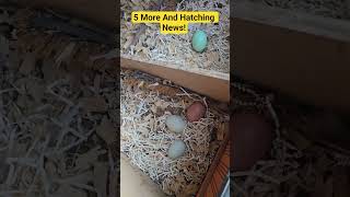 Let's Collect Today's Eggs ! Hatching Eggs Soon! #fun #love  #backyardchickens #food