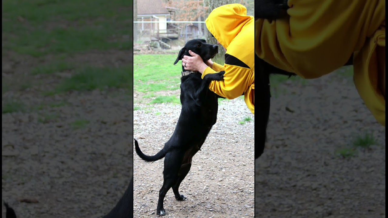 Enlarge Beth, a ADOPTABLE mixed breed in Shippenville, PA video 6/6