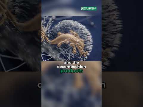 Spider's Diet: How They Eat (And Why It's Gross!) #shorts