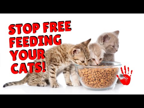 Why You Don’t Want To Free Feed Cats | Two Crazy Cat Ladies