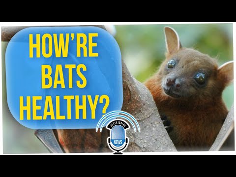 Why Bats Don't Get Sick From the Viruses They Carry (ft. Tim Chantarangsu)