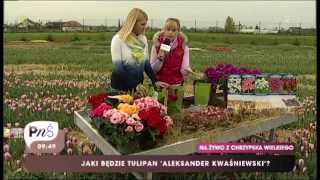 preview picture of video 'Majówka wśród tulipanów 2013 TVP2 Patrycja Królik - Chrzypsko Wielkie'