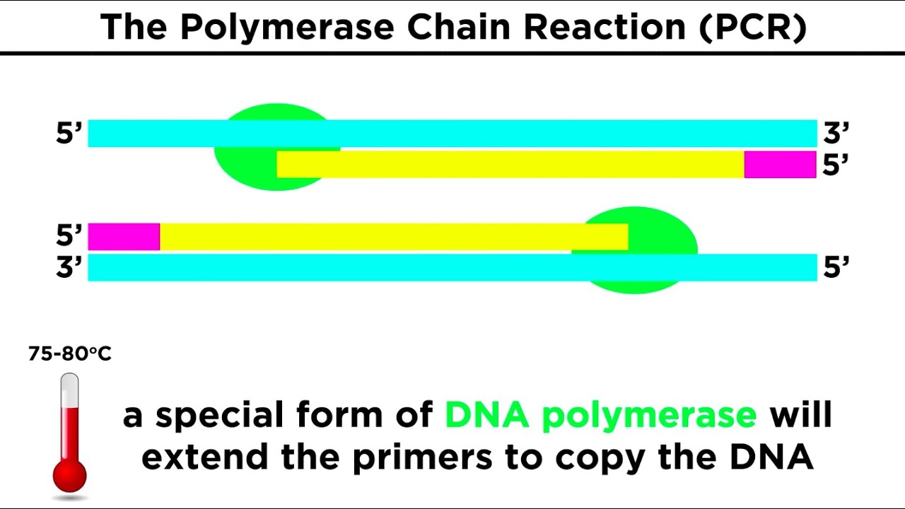 Biotechnology: Genetic Modification, Cloning, Stem Cells, and Beyond