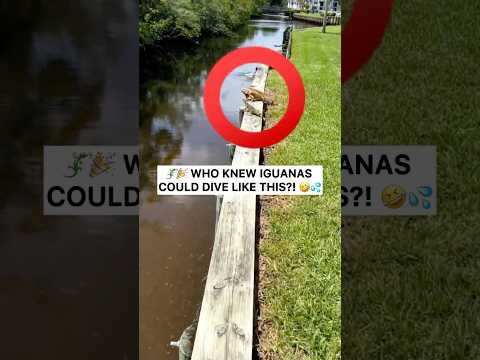 These Iguanas Can Dive Like Olympic Athletes #funny