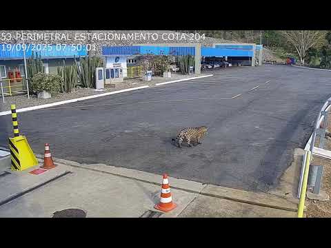 Onça é flagrada rondando a Hidrelétrica de Lajeado em Tocantins! Momento impressionante na natureza