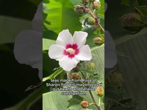 Rose of Sharon: The Hidden Health Benefits You Need to Know!