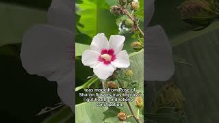 Rose of Sharon: The Hidden Health Benefits You Need to Know!