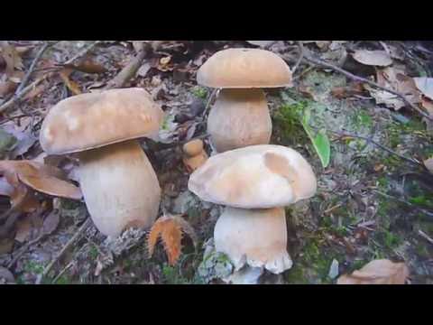Boletus reticulatus (aestivalis) - RASPUCANI VRGANJ