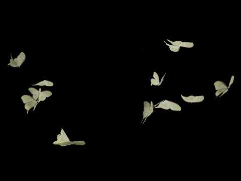Luna Moth ( Actias Luna ) in flight - Blender [ Slow Motion ]